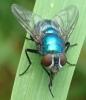 Lucilia ampullacea